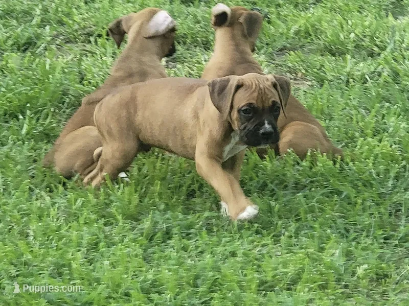 Jax – Boxer puppy for sale in Springfield, MO