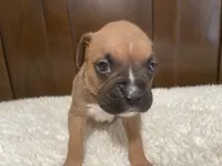 Colt, a male Boxer for sale in Springfield, MO – 2 of 10