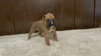 Max, a male Boxer for sale in Springfield, MO – 5 of 10