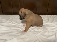 Milo, a male Boxer for sale in Springfield, MO – 7 of 10
