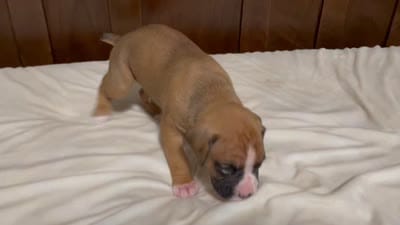 Milo, a male Boxer for sale in Springfield, MO – 8 of 10