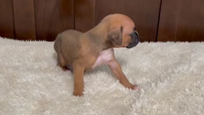 Moxy, a female Boxer for sale in Springfield, MO – 10 of 10