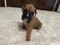 Max, a male Boxer for sale in Springfield, MO – 7 of 10