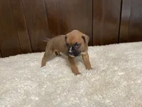 Max, a male Boxer for sale in Springfield, MO – 6 of 10