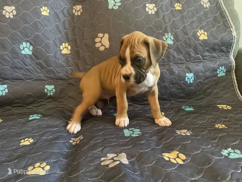 Milo – Boxer puppy for sale in Springfield, MO
