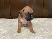 Moxy, a female Boxer for sale in Springfield, MO – 7 of 10
