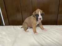 Milo, a male Boxer for sale in Springfield, MO – 3 of 10
