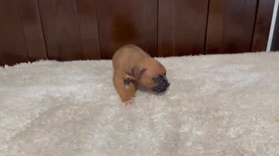Rocky, a male Boxer for sale in Springfield, MO – 10 of 10