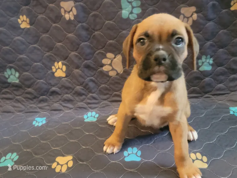 Molly – Boxer puppy for sale in Springfield, MO