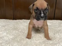 Moxy, a female Boxer for sale in Springfield, MO – 4 of 10