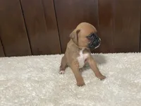 Molly, a female Boxer for sale in Springfield, MO – 6 of 9