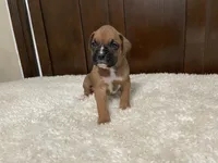 Max, a male Boxer for sale in Springfield, MO – 4 of 10