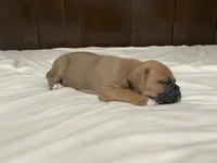 Big Boy, a male Boxer for sale in Springfield, MO – 4 of 10