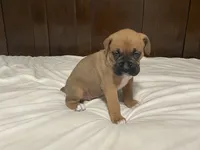 Big Boy, a male Boxer for sale in Springfield, MO – 5 of 10