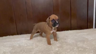 Max, a male Boxer for sale in Springfield, MO – 9 of 10