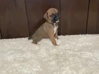Molly, a female Boxer for sale in Springfield, MO – 7 of 9