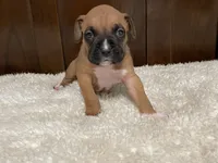 Jax, a male Boxer for sale in Springfield, MO – 3 of 10