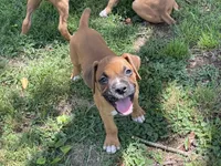 Colt, a male Boxer for sale in Springfield, MO – 1 of 10