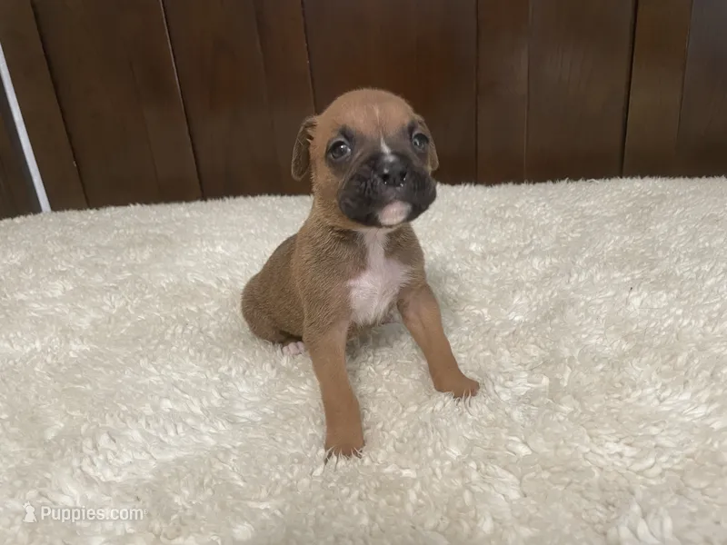 Colt – Boxer puppy for sale in Springfield, MO