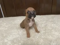 Colt, a male Boxer for sale in Springfield, MO – 1 of 10