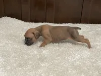 Moxy, a female Boxer for sale in Springfield, MO – 8 of 10