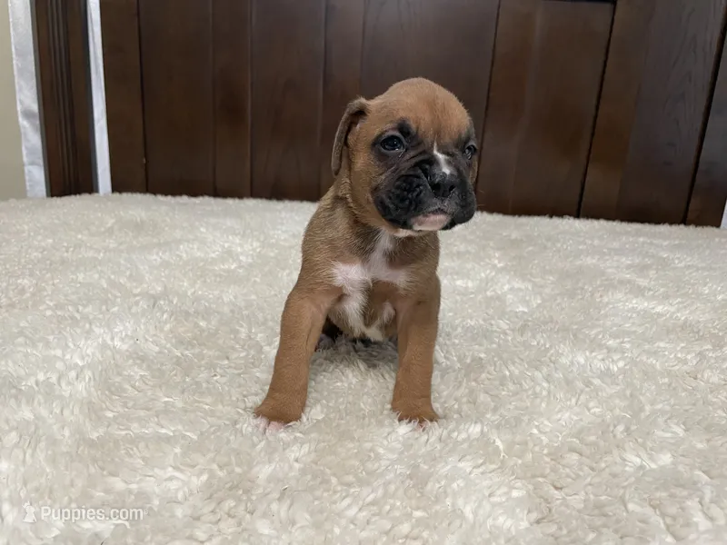 Max – Boxer puppy for sale in Springfield, MO