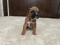 Max, a male Boxer for sale in Springfield, MO – 1 of 10