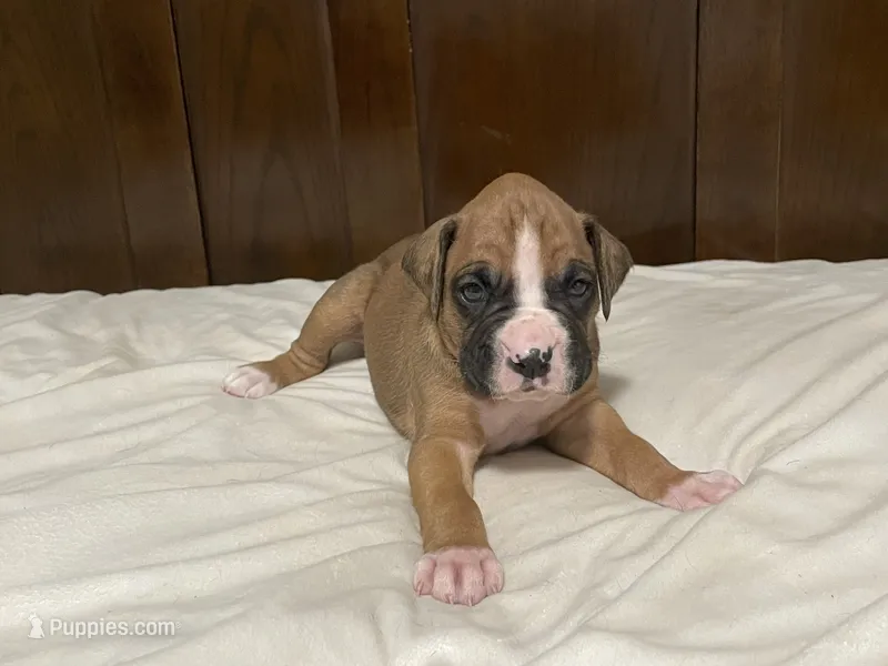 Milo – Boxer puppy for sale in Springfield, MO