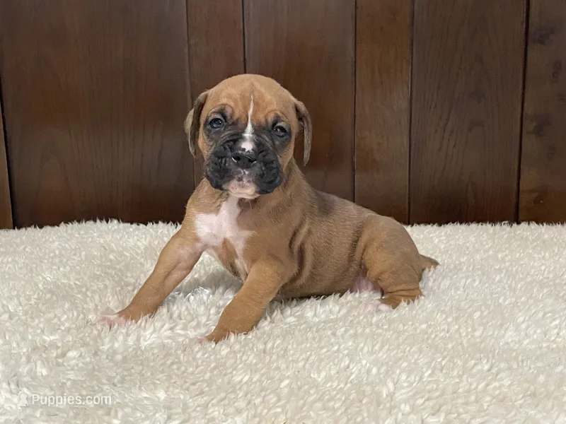 Rocky – Boxer puppy for sale in Springfield, MO