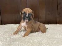 Rocky, a male Boxer for sale in Springfield, MO – 1 of 10