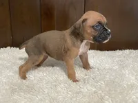 Moxy, a female Boxer for sale in Springfield, MO – 6 of 10