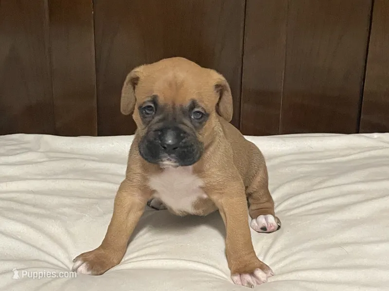 Big Boy – Boxer puppy for sale in Springfield, MO