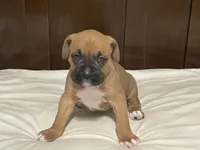 Big Boy, a male Boxer for sale in Springfield, MO – 1 of 10
