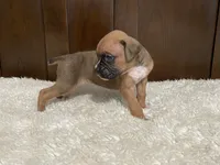 Moxy, a female Boxer for sale in Springfield, MO – 3 of 10