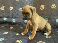 Colt, a male Boxer for sale in Springfield, MO – 6 of 10