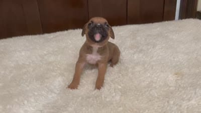 Colt, a male Boxer for sale in Springfield, MO – 10 of 10