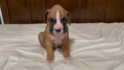 Milo, a male Boxer for sale in Springfield, MO – 10 of 10
