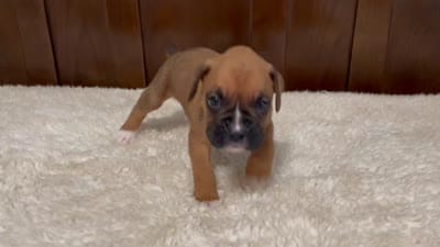 Max, a male Boxer for sale in Springfield, MO – 10 of 10