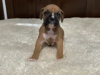 Rocky, a male Boxer for sale in Springfield, MO – 8 of 10