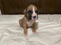 Milo, a male Boxer for sale in Springfield, MO – 4 of 10