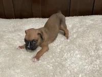 Moxy, a female Boxer for sale in Springfield, MO – 2 of 10