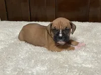 Rocky, a male Boxer for sale in Springfield, MO – 4 of 10