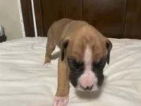 Milo, a male Boxer for sale in Springfield, MO – 2 of 10