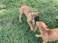 Colt, a male Boxer for sale in Springfield, MO – 3 of 10