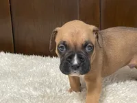 Jax, a male Boxer for sale in Springfield, MO – 6 of 10