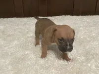 Colt, a male Boxer for sale in Springfield, MO – 7 of 10