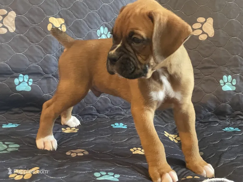 Max – Boxer puppy for sale in Springfield, MO