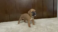 Max, a male Boxer for sale in Springfield, MO – 8 of 10