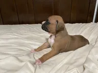 Milo, a male Boxer for sale in Springfield, MO – 5 of 10