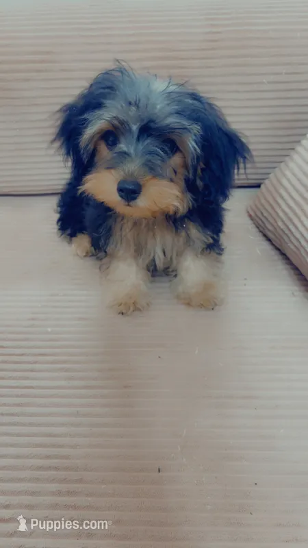 Ace – Yorkipoo puppy for sale in Arlington, TX